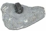 Detailed Gerastos Trilobite Fossil - Morocco #363958-2